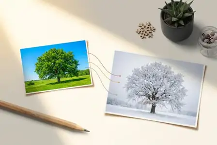 Two nature photos displaying seasonal contrast: lush green summer tree on left, frost-covered winter tree on right, connected by string on white desk with succulent and wooden pencil
